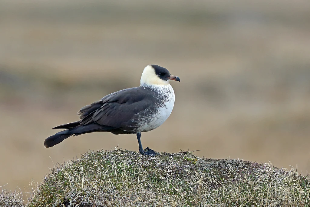 Pomarine Jaeger (Stercorarius pomarinus) — photo 2 of 3