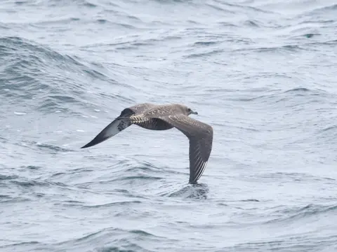 Pomarine Jaeger