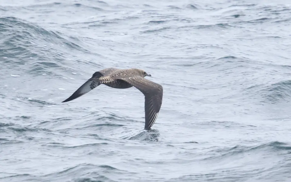 Pomarine Jaeger (Stercorarius pomarinus) — photo 1 of 3