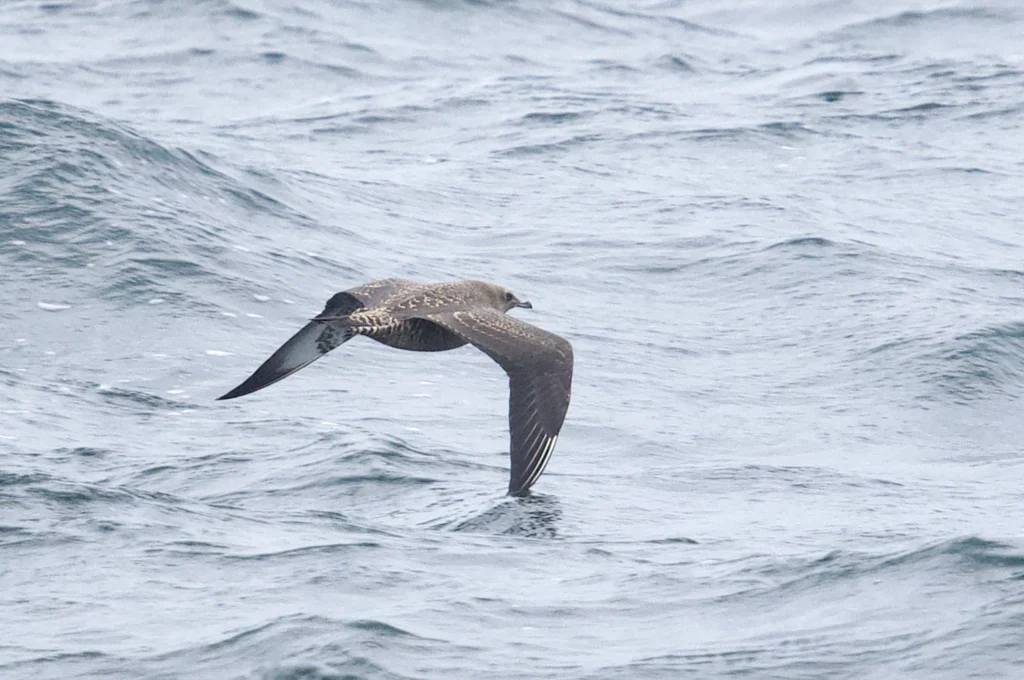 Pomarine Jaeger (Stercorarius pomarinus) — photo 1 of 3