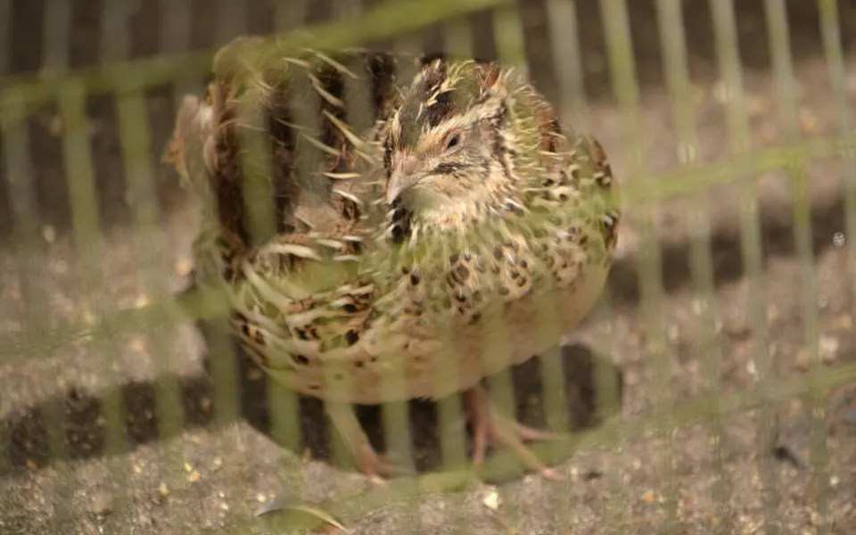 Common Quail (Coturnix coturnix) — photo 2 of 5