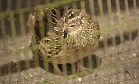 Common Quail