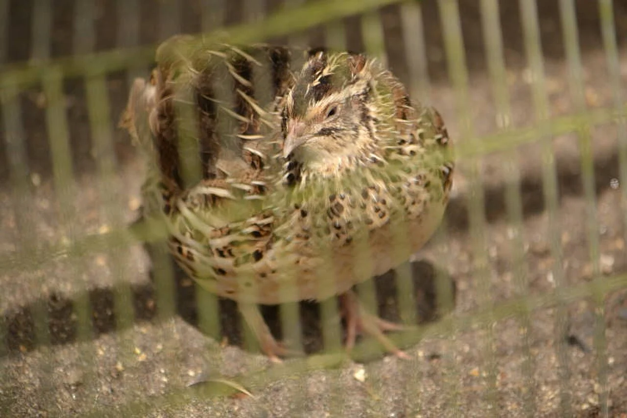 Common Quail