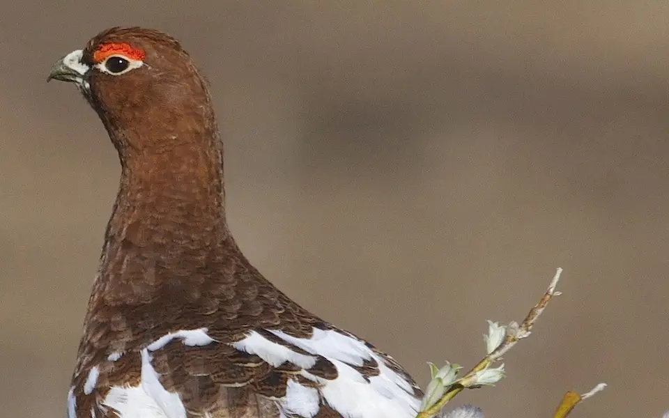 Willow Ptarmigan (Lagopus lagopus) — photo 4 of 4