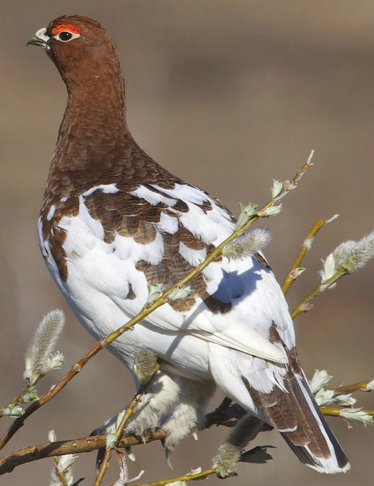 Willow Ptarmigan (Lagopus lagopus) — photo 4 of 4
