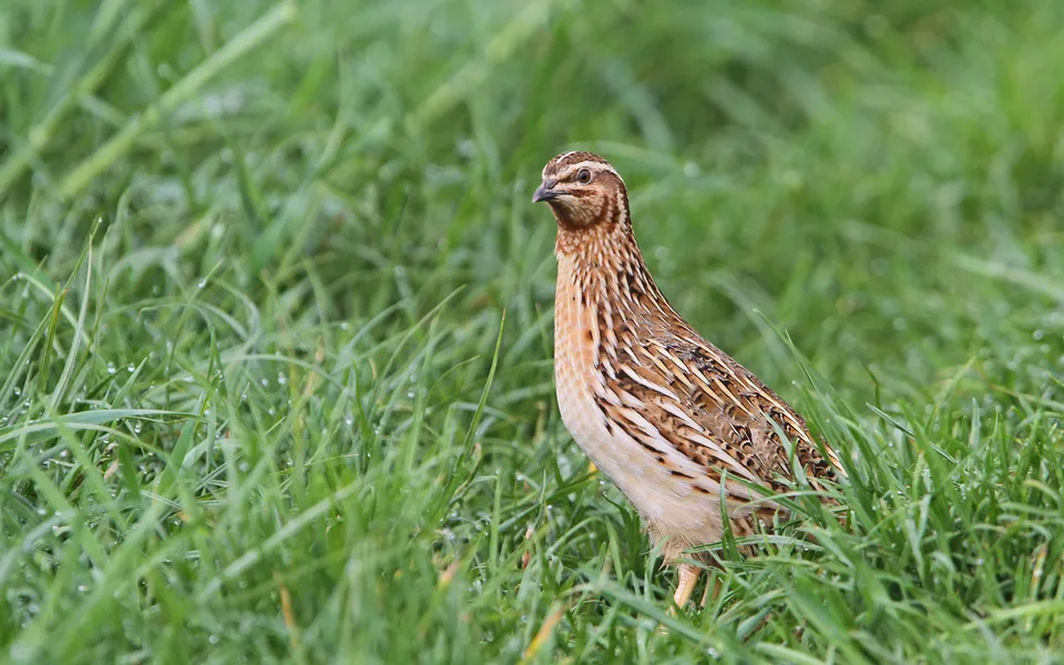 Common Quail (Coturnix coturnix) — photo 3 of 5