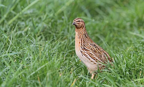 Common Quail