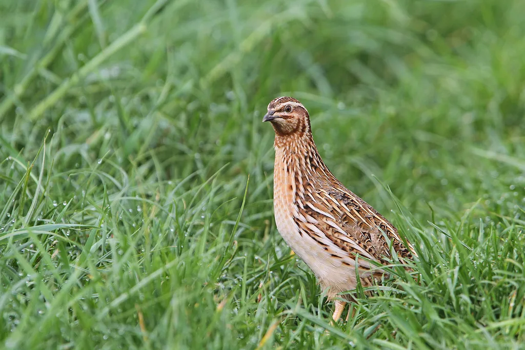 Common Quail