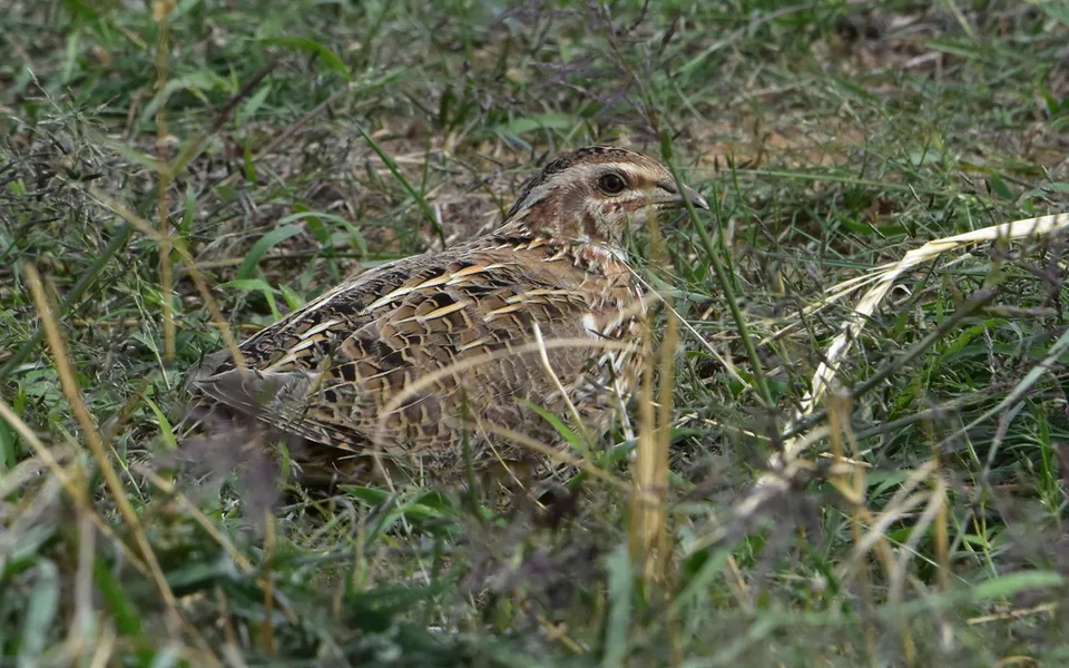 Common Quail (Coturnix coturnix) — photo 4 of 5