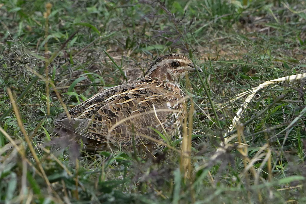 Common Quail