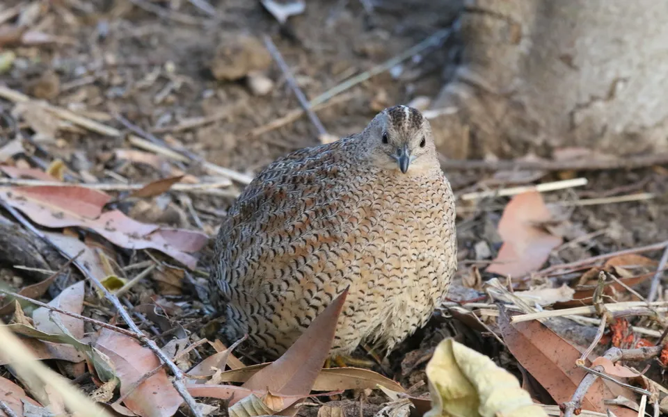 Common Quail (Coturnix coturnix) — photo 5 of 5