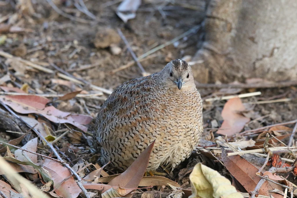 Common Quail