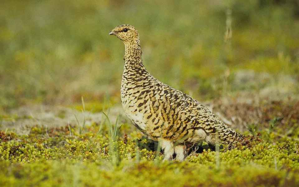 Willow Ptarmigan