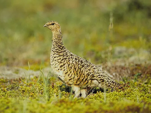 Willow Ptarmigan