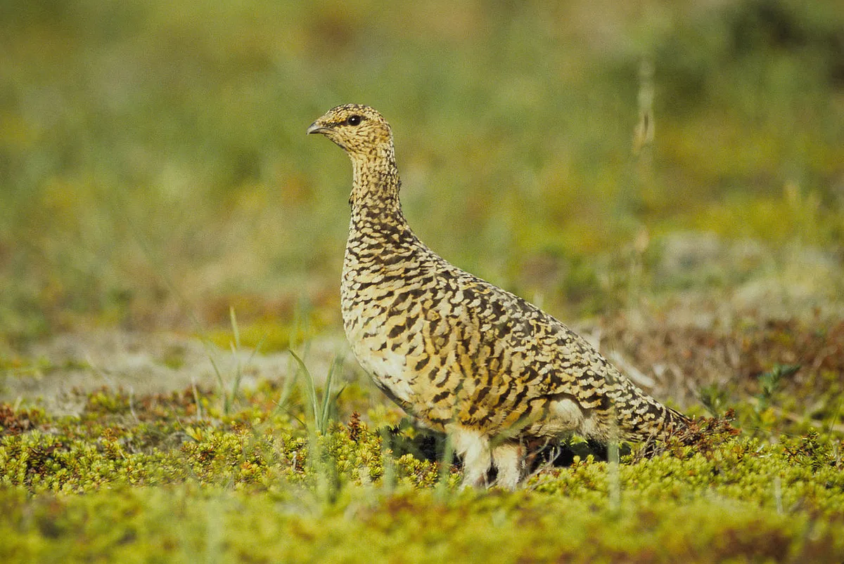 Willow Ptarmigan