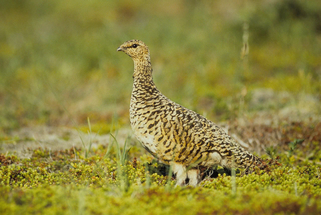 Willow Ptarmigan
