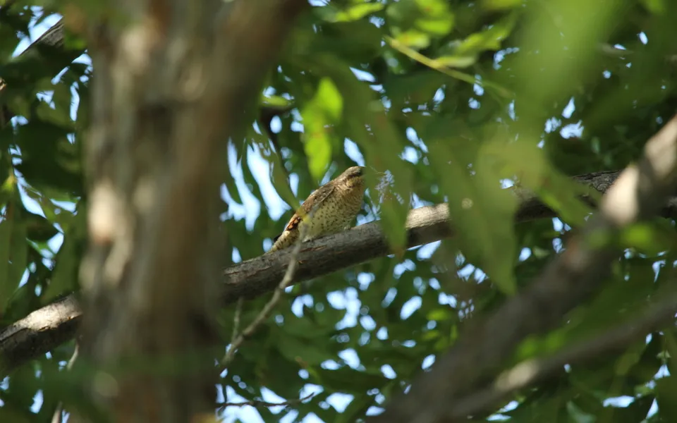 Eurasian Wryneck (Jynx torquilla) — photo 4 of 5