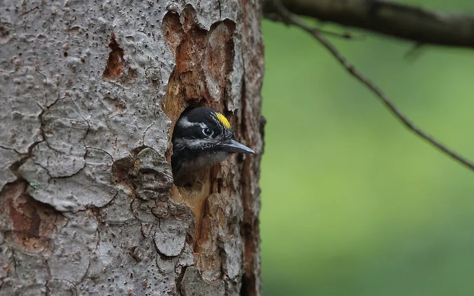 Eurasian Three-toed Woodpecker (Picoides tridactylus) — photo 4 of 4