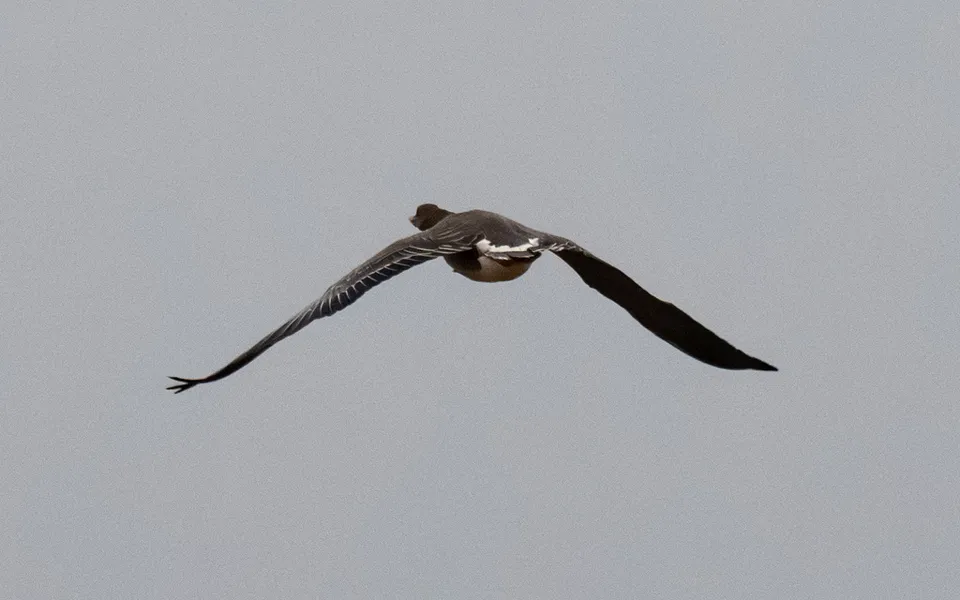 Tundra Bean-Goose (Anser serrirostris) — photo 3 of 4