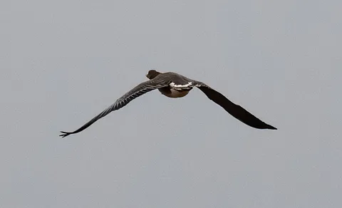 Tundra Bean-Goose (Anser serrirostris) — photo 3 of 4