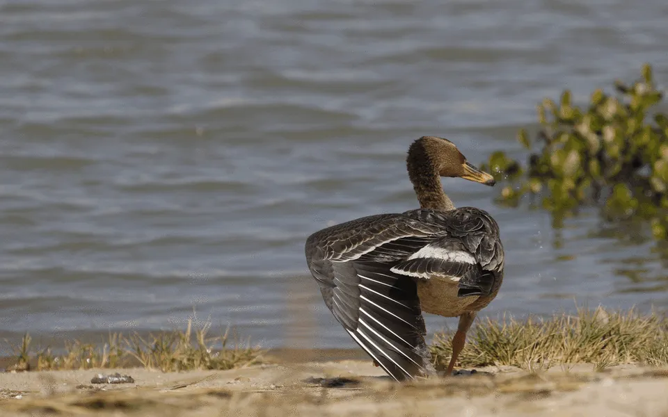 Tundra Bean-Goose (Anser serrirostris) — photo 4 of 4