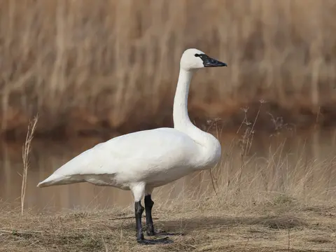 Tundra Swan