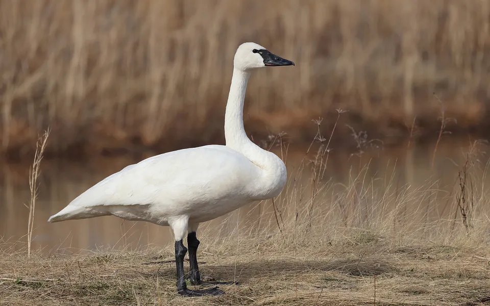 Tundra Swan (Cygnus columbianus) — photo 1 of 4