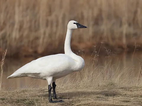 Американский лебедь