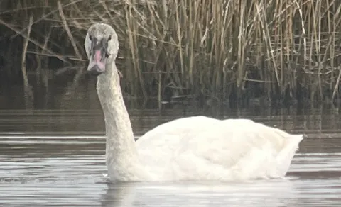 Tundra Swan (Cygnus columbianus) — photo 3 of 4
