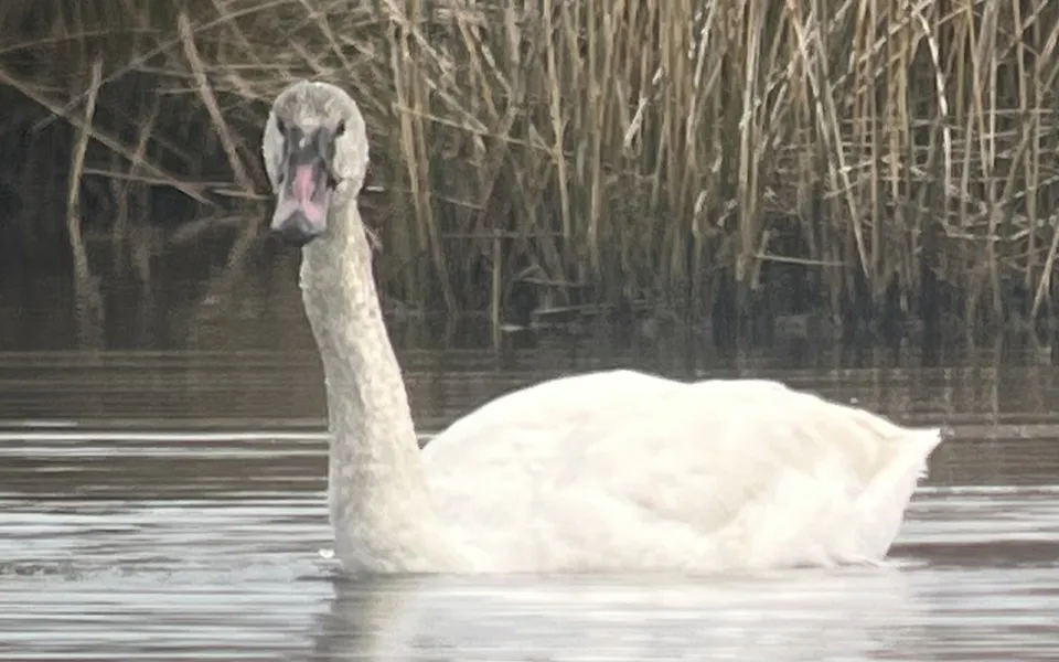 Tundra Swan (Cygnus columbianus) — photo 3 of 4
