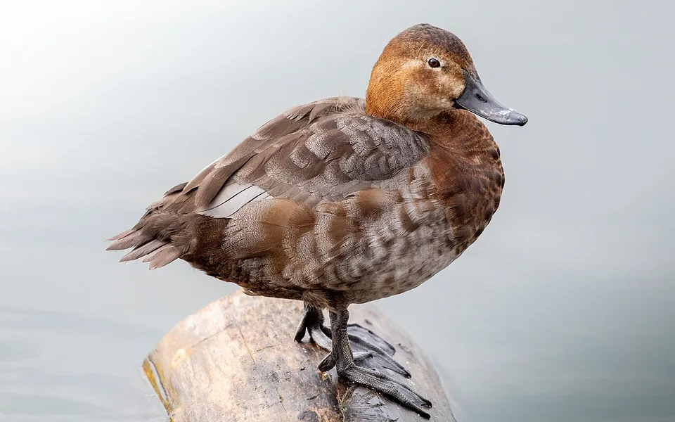 Common Pochard (Aythya ferina) — photo 4 of 4
