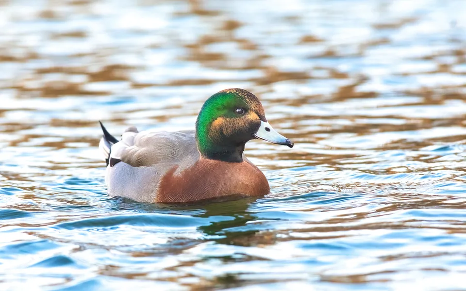Eurasian Wigeon (Mareca penelope) — photo 2 of 5