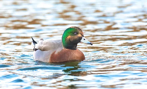 Eurasian Wigeon (Mareca penelope) — photo 2 of 5