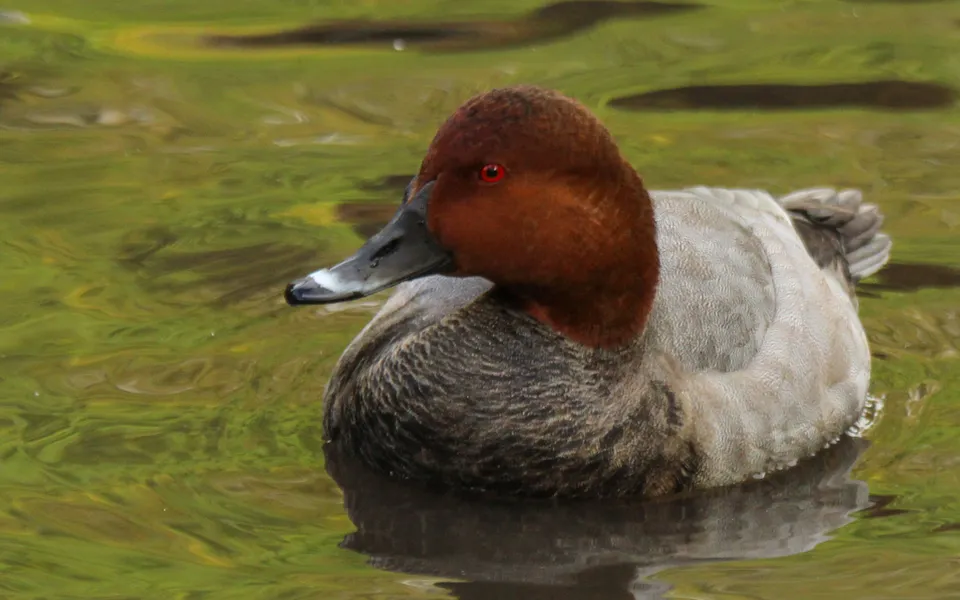 Common Pochard (Aythya ferina) — photo 2 of 4