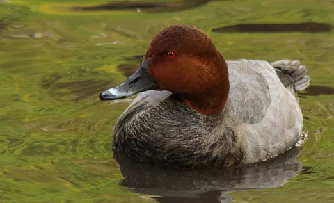Common Pochard (Aythya ferina) — photo 2 of 4