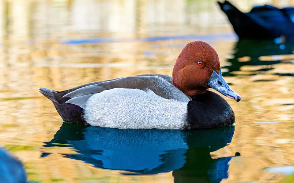 Common Pochard (Aythya ferina) — photo 3 of 4