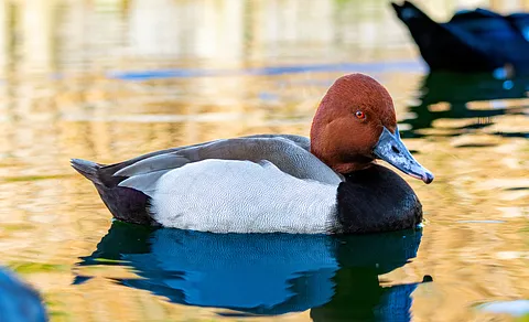 Common Pochard (Aythya ferina) — photo 3 of 4