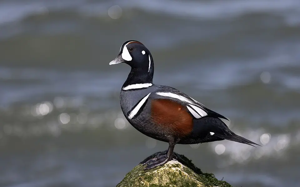 Harlequin Duck (Histrionicus histrionicus) — photo 3 of 4