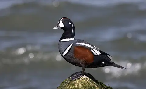 Harlequin Duck (Histrionicus histrionicus) — photo 3 of 4
