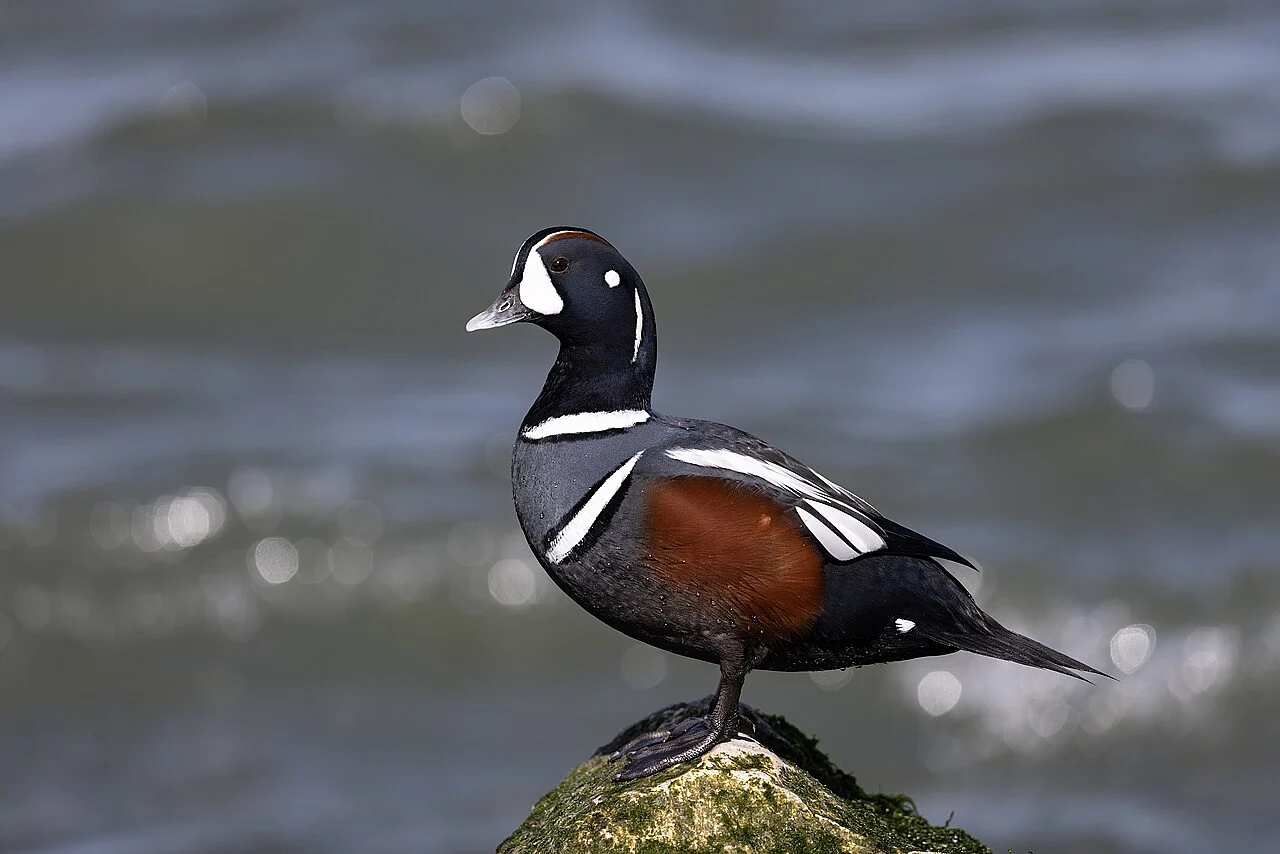 Harlequin Duck (Histrionicus histrionicus) — photo 3 of 4