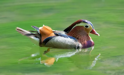 Mandarin Duck (Aix galericulata) — photo 2 of 4