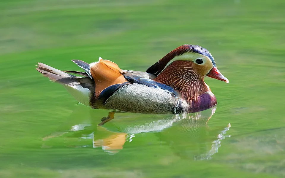Mandarin Duck (Aix galericulata) — photo 2 of 4
