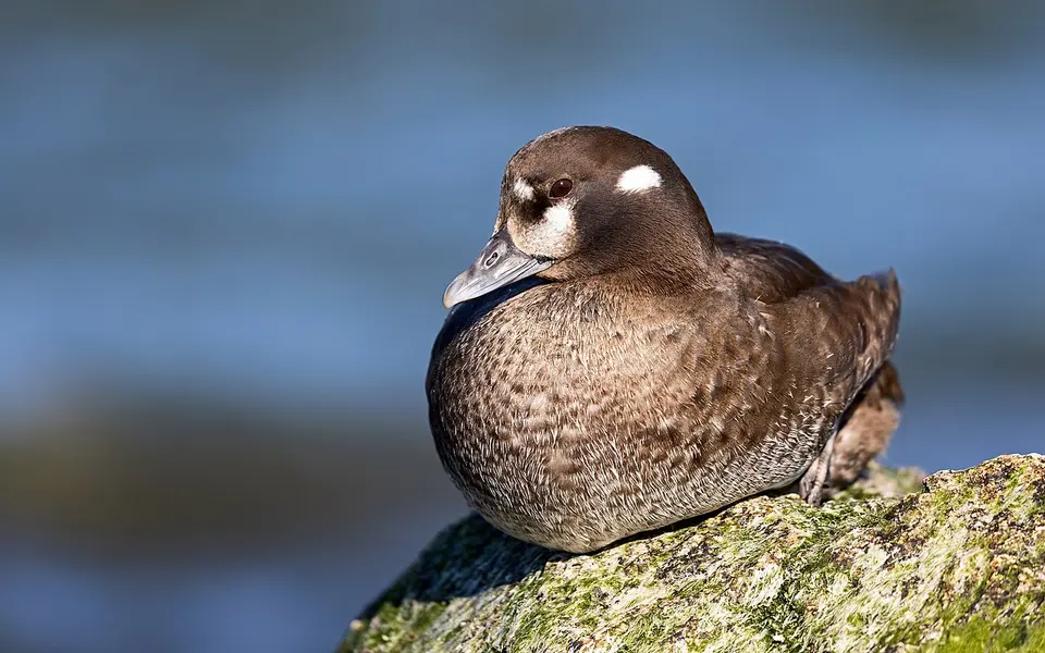 Harlequin Duck (Histrionicus histrionicus) — photo 4 of 4
