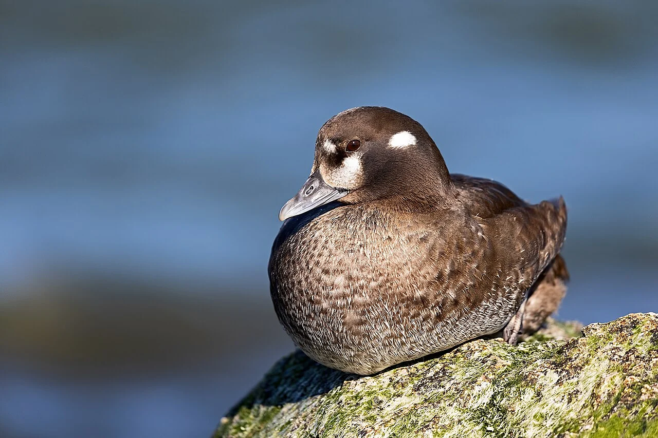Harlequin Duck (Histrionicus histrionicus) — photo 4 of 4