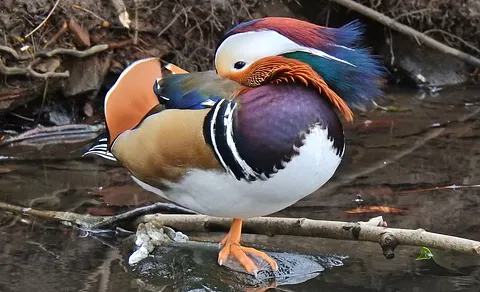 Mandarin Duck (Aix galericulata) — photo 3 of 4