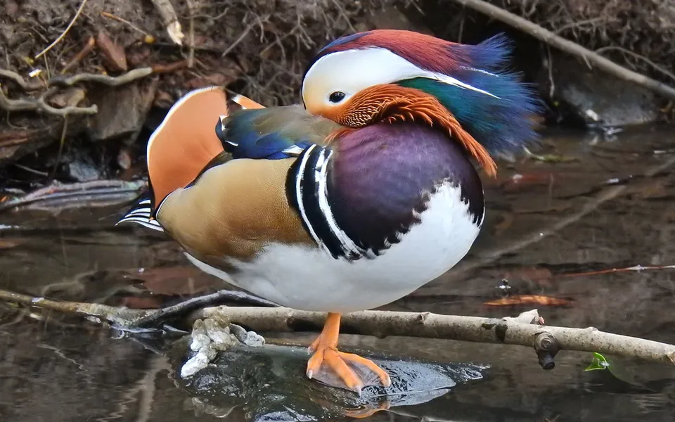 Mandarin Duck (Aix galericulata) — photo 3 of 4