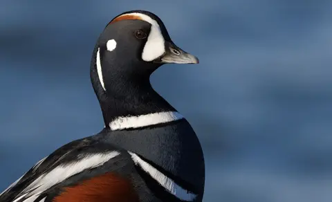 Harlequin Duck (Histrionicus histrionicus) — photo 2 of 4