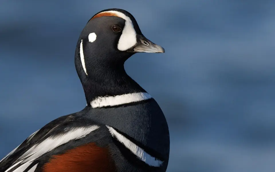 Harlequin Duck (Histrionicus histrionicus) — photo 2 of 4