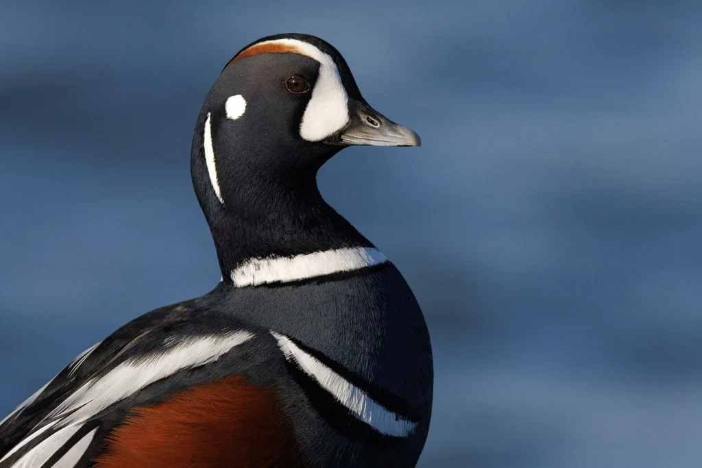 Harlequin Duck (Histrionicus histrionicus) — photo 2 of 4