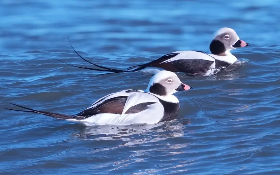 Long-tailed Duck (Clangula hyemalis) — photo 3 of 5